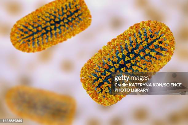 mokola virus, illustration - sub saharan africa stock illustrations