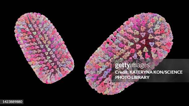 mokola virus, illustration - sub saharan africa stock illustrations