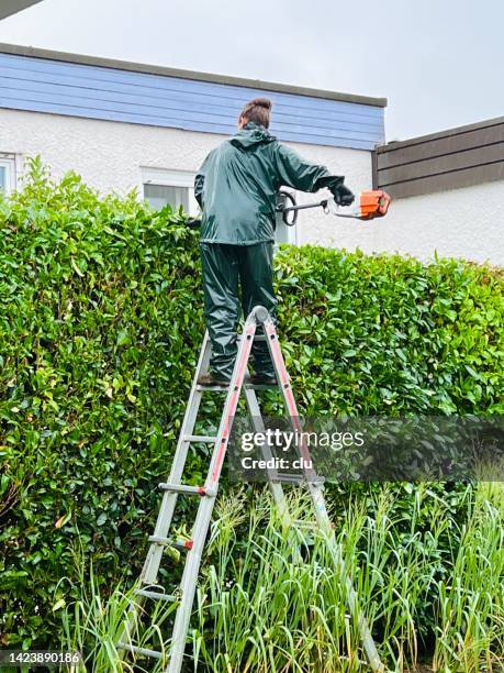 gardener on a ladder trims a large, tall hedge - emerald cut stock pictures, royalty-free photos & images