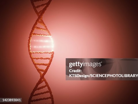 DNA molecule, illustration DNA molecule, illustration