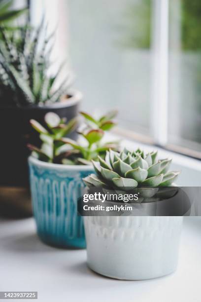 various succulent plants in handmade pots - crassula stock pictures, royalty-free photos & images