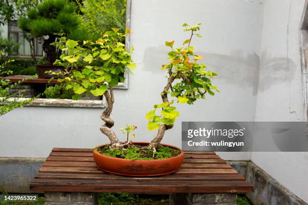 ginkgo tree bonsai - yangzhou stock pictures, royalty-free photos & images