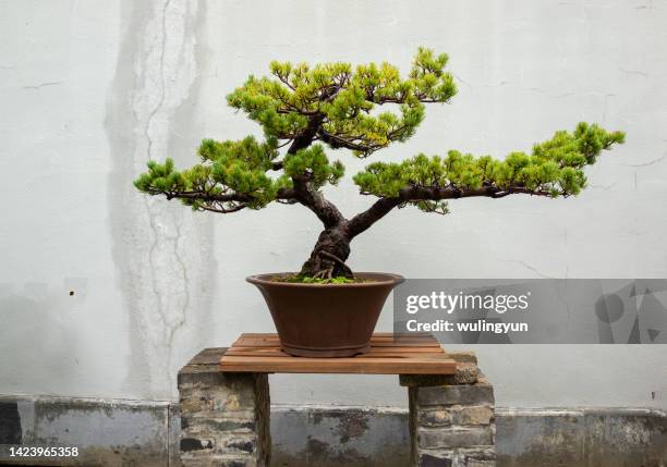 a pine tree bonsai - bonsai tree stock pictures, royalty-free photos & images