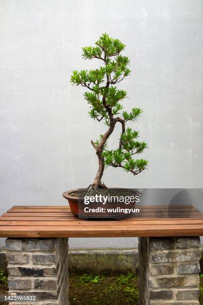 pine tree bonsai - pinaceae stock pictures, royalty-free photos & images