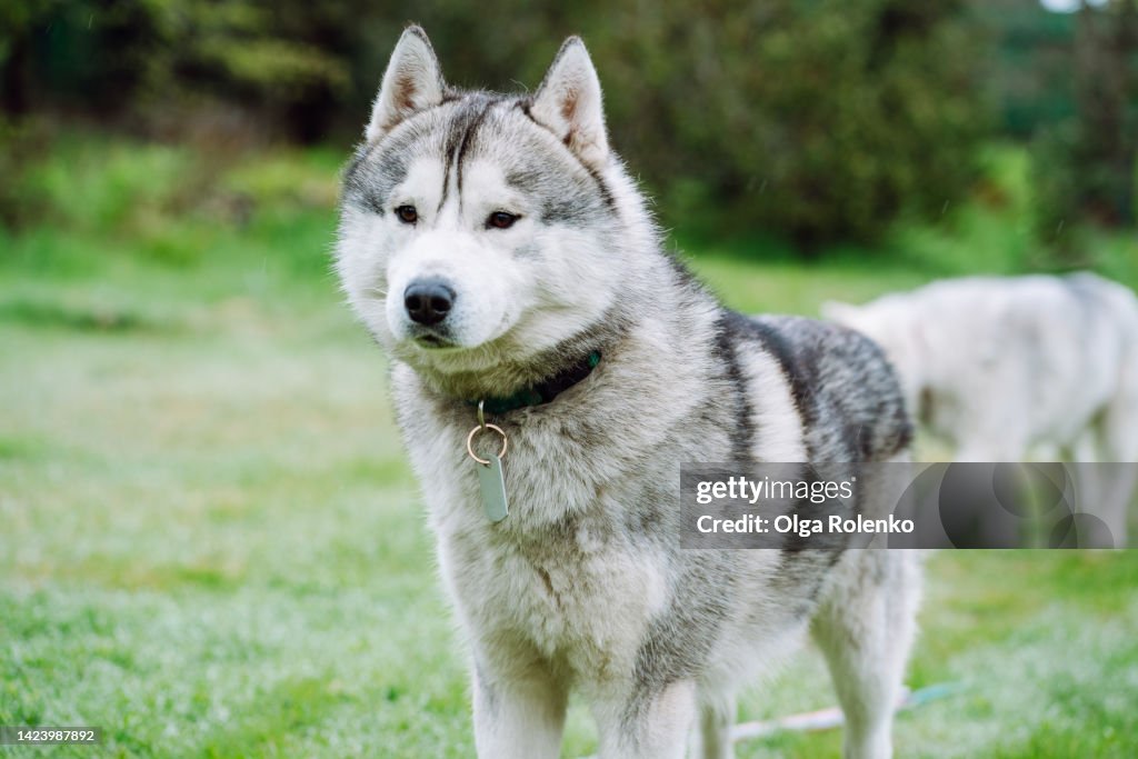 Obedient sled husky dog. Pet in collar standing on grass on meadow