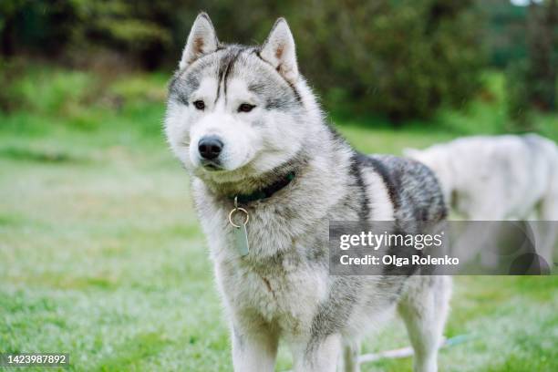 obedient sled husky dog. pet in collar standing on grass on meadow - husky imagens e fotografias de stock