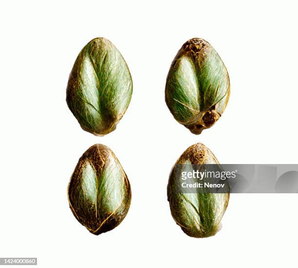 argan tree seeds with green leaves on white background - argan oil stockfoto's en -beelden