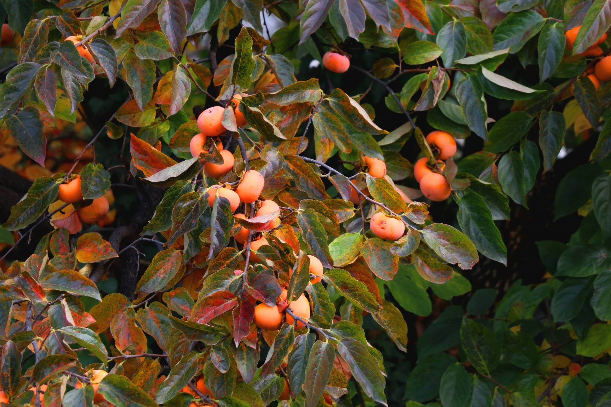 Persimmon Tree Persimmon Tree