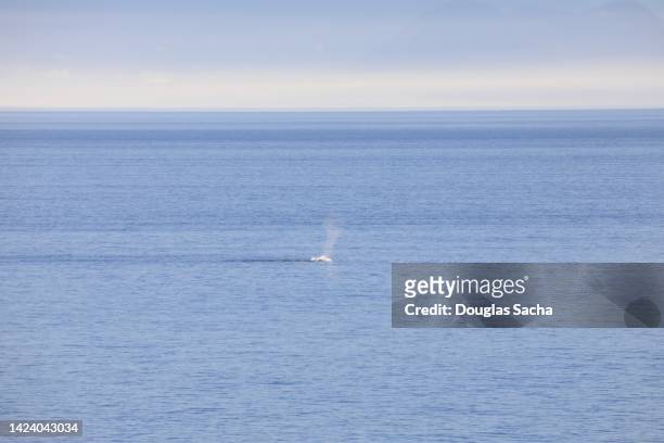 whale surfacing in the distant water - chinesischer weißer delfin stock-fotos und bilder