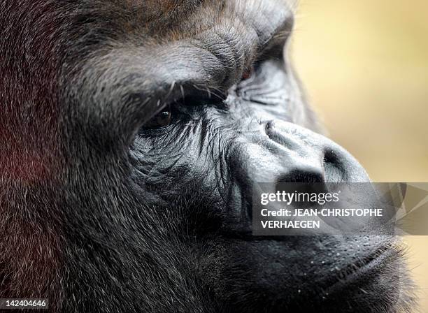 Ya Kwanza, a silverback gorilla male, stands in its enclosure "Gorilla's Camp" at the Amneville zoo, eastern France, on April 04, 2012. Ya Kwanza...