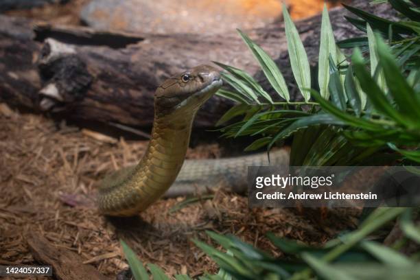 King cobra in its enclosure on September 14, 2022 at the Bronx Zoo in the Bronx, New York.