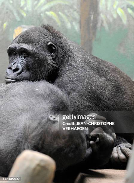 Two male gorillas are seen in the enclosure "Gorilla's Camp" at the Amneville zoo, eastern France, on April 04, 2012. Ya Kwanza, a silverback gorilla...
