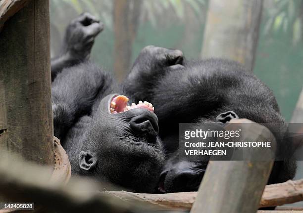 Two male gorillas are seen in the enclosure "Gorilla's Camp" at the Amneville zoo, eastern France, on April 04, 2012. Ya Kwanza, a silverback gorilla...