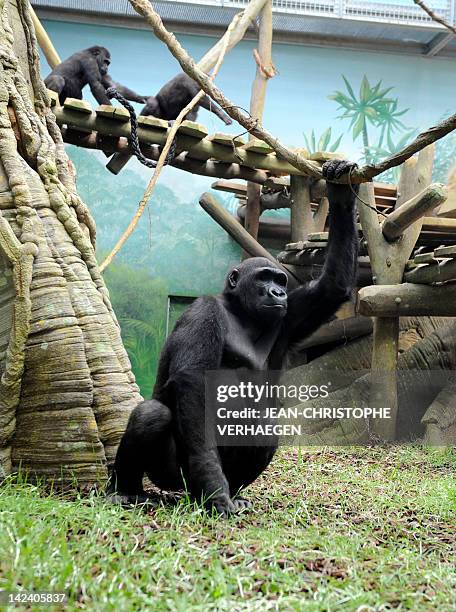 Gorillas are seen in the enclosure "Gorilla's Camp" at the Amneville zoo, eastern France, on April 04, 2012. Ya Kwanza, a silverback gorilla male,...