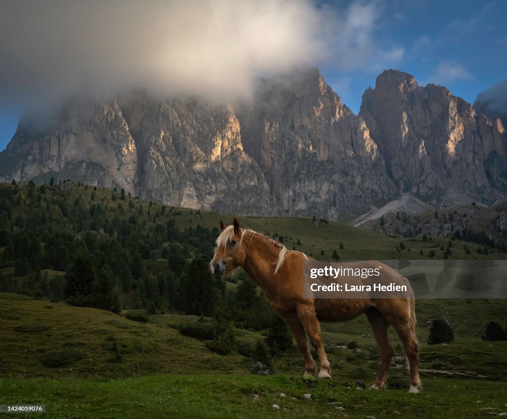 Beautiful Italian Dolomite Mountains With Horse