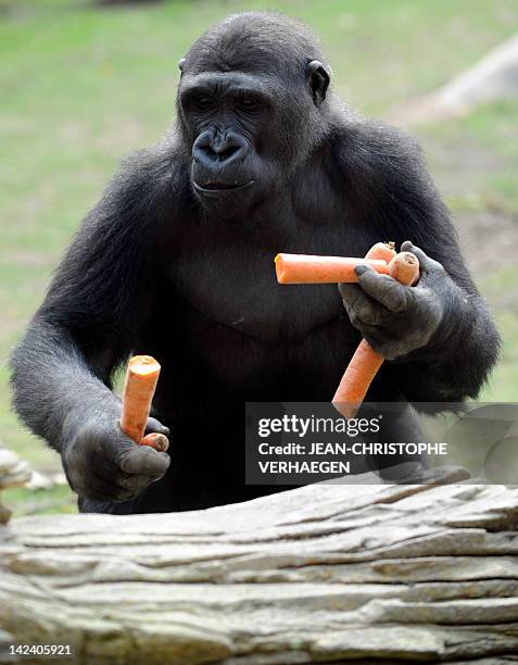 Gorilla male holds carrots in the enclosure "Gorilla's Camp" at the Amneville zoo, eastern France, on April 04, 2012. Ya Kwanza, a silverback gorilla...