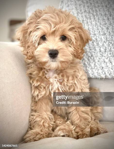 Cockapoo Dog Photos and Premium High Res Pictures - Getty Images