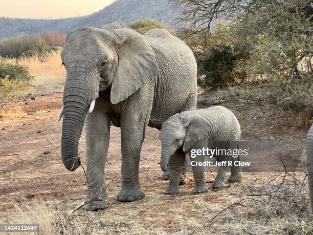 wild baby elephant with its mother in africa - baby elephant walking photos et images de collection