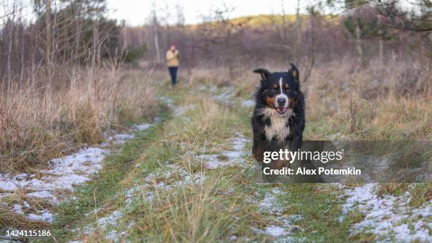 domestic dog running along the meadow path. pet owner walking at the distance. - bernese mountain dog stock pictures, royalty-free photos & images