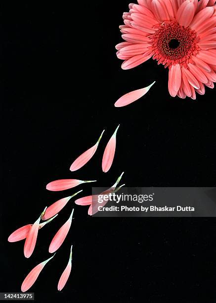 pink flower with petals - 花びら占い ストックフォトと画像