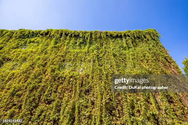the vines have overgrown the wall - living wall texture stock pictures, royalty-free photos & images