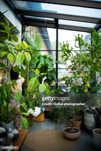 the balcony room with potted plants - wintergarten stock-fotos und bilder