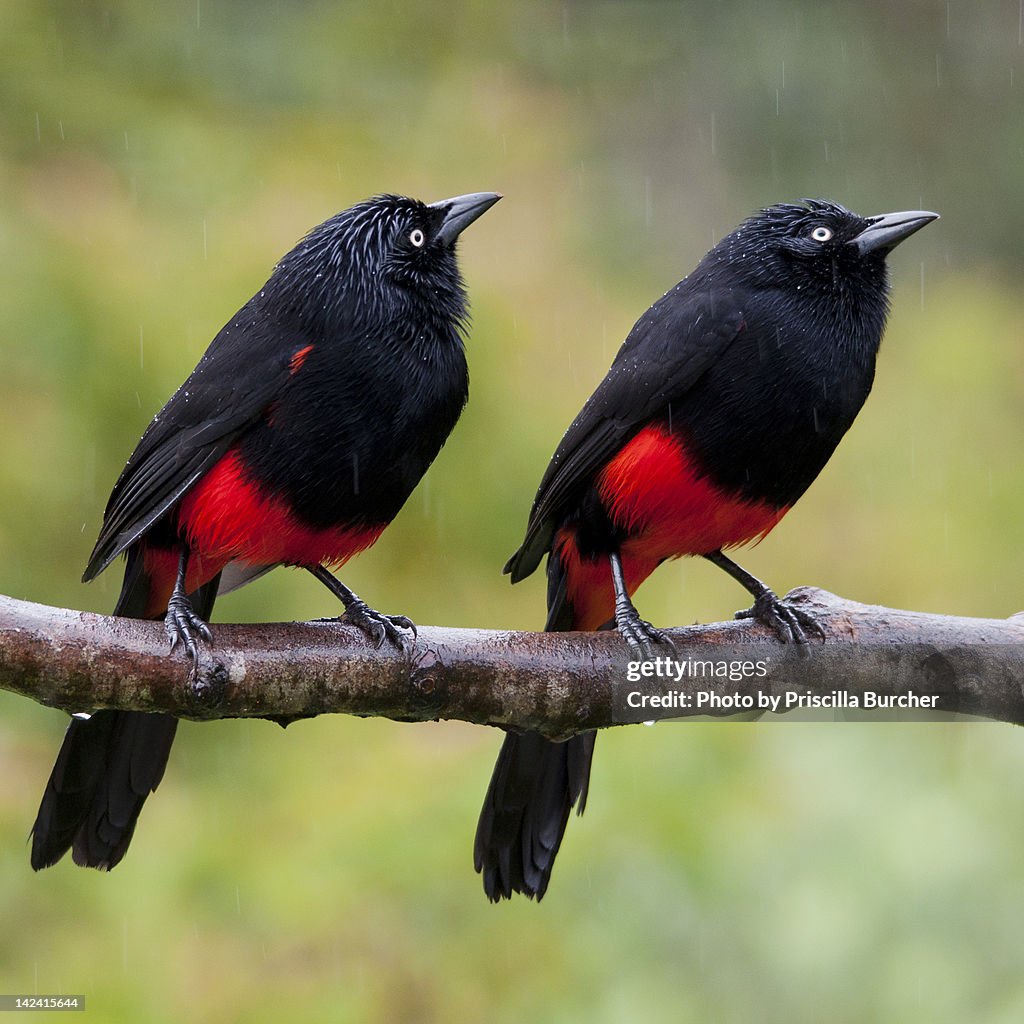 Hypopyrrhus pyrohypogaster (Red-bellied Grackle)