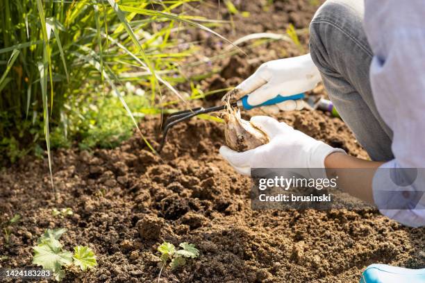 caucasian 40 year old woman doing agricultural work. planting allium flower - allium stock pictures, royalty-free photos & images