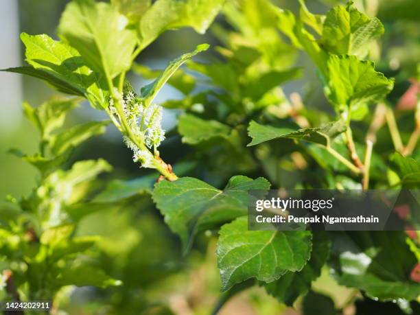 mulberry fruit blooming on tree in garden on blurred of nature background - mulberry fruit stock pictures, royalty-free photos & images