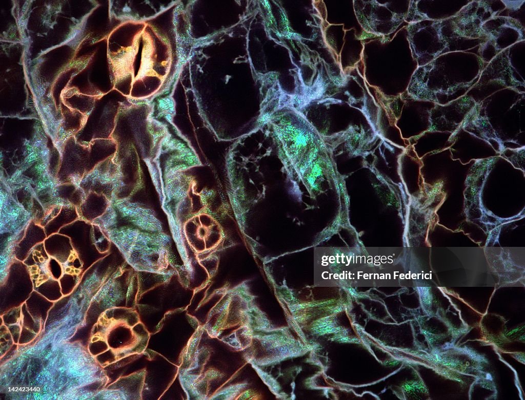 Confocal microscopy plant cells