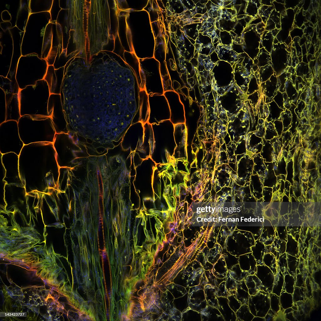 Plant microscopy