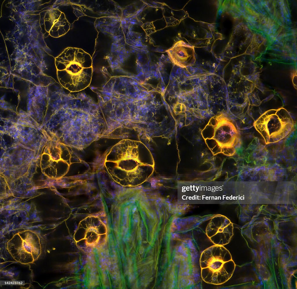 Stomata plant cell