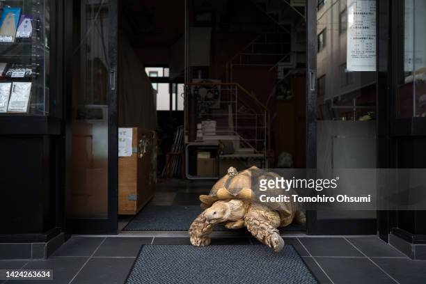 An African tortoise named Bon-Chan goes out for a stroll with Hisao Mitani, not pictured, in Mitani's funeral-parlor on September 16, 2022 in Tokyo,...