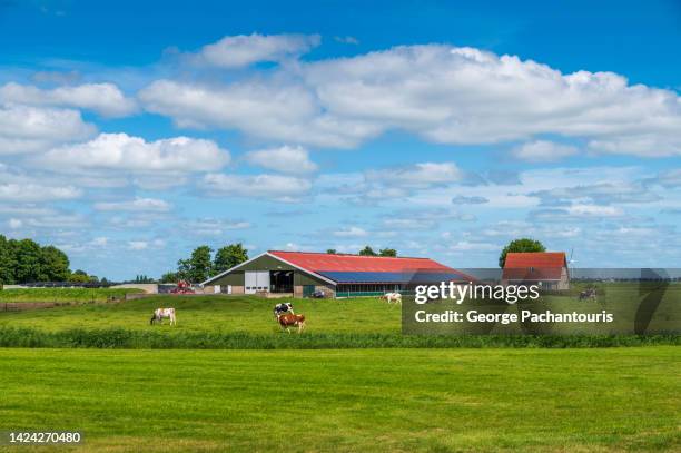 cattle farm in rural netherlands on a summer day - cultura holandesa - fotografias e filmes do acervo
