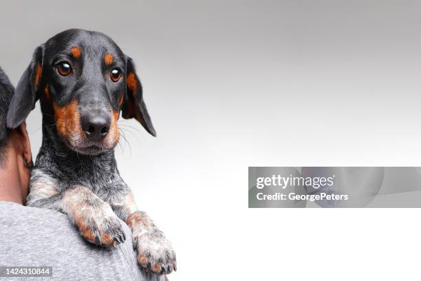 woman hugging dachshund dog - geredde hond stockfoto's en -beelden