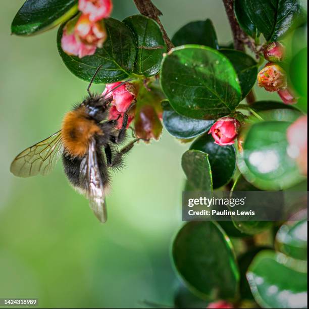 busy bee - cotoneaster horizontalis stock pictures, royalty-free photos & images