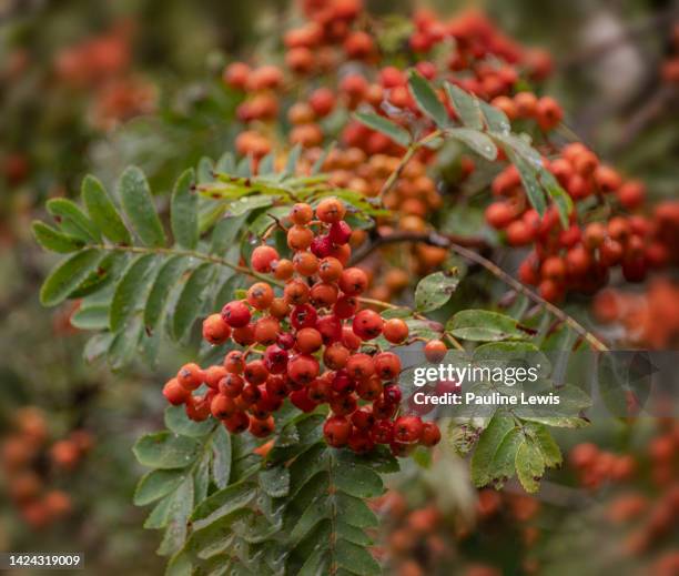 rowan berries - rowanberry stock pictures, royalty-free photos & images