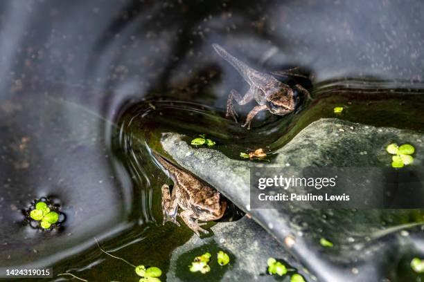 tadpoles in a wildlife pond in and english garden - water garden stock pictures, royalty-free photos & images