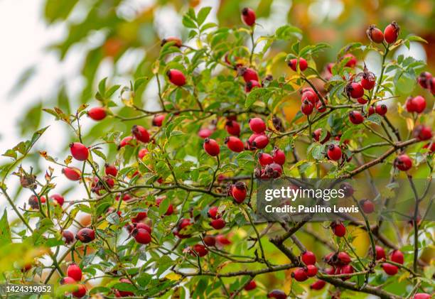 rose hips on a wild rose bush - wildrose stock-fotos und bilder