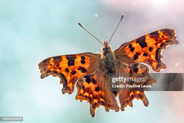 a beautiful comma butterfly - comma butterfly stock pictures, royalty-free photos & images