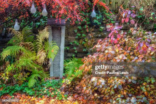 november in the garden - cotoneaster horizontalis stock pictures, royalty-free photos & images