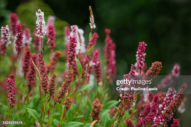 persicaria affinis - polygonum persicaria stock pictures, royalty-free photos & images