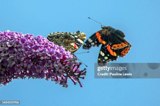 red admirals - vanessa atalanta stock pictures, royalty-free photos & images