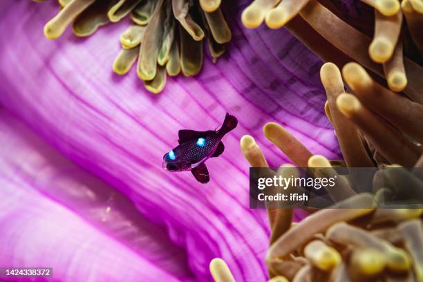 juvenile threespot dascyllus in magnificent sea anemone, palau, micronesia - dascyllus trimaculatus stock pictures, royalty-free photos & images