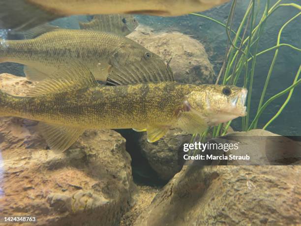 walleye  fish swimming underwater with mouth open - walleye fotografías e imágenes de stock