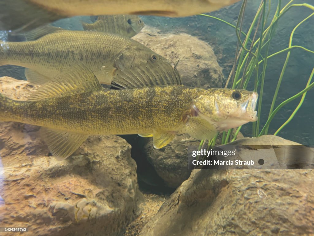 Walleye Fish Swimming Underwater with Mouth Open