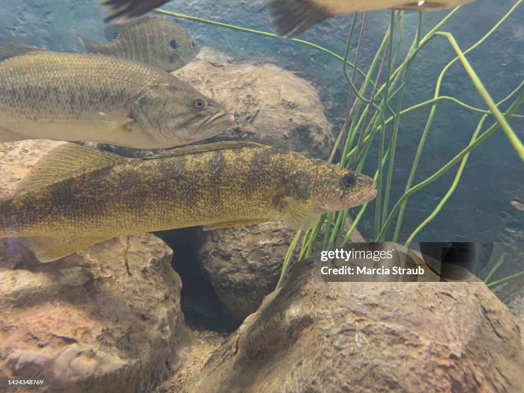 Walleye and Big Mouth Bass Fish Swimming Underwater