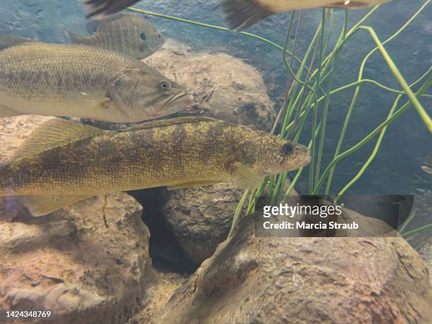 18 Walleye Swimming Stock Photos, High-Res Pictures, and Images