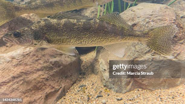 full length of walleye fish swimming underwater - walleye swim stock pictures, royalty-free photos & images