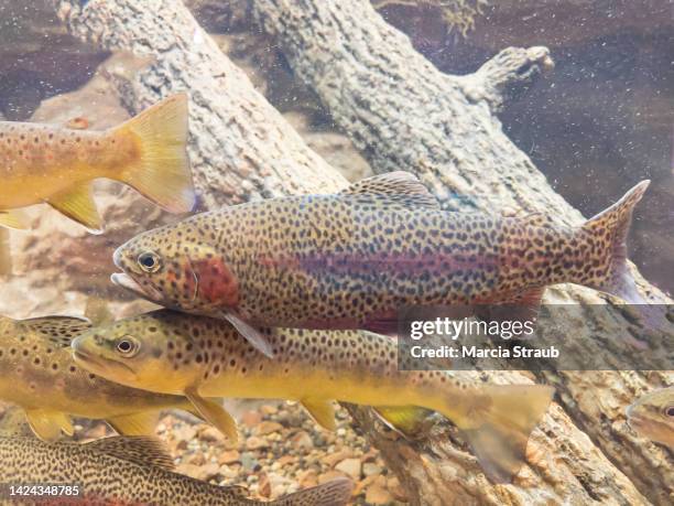 rainbow and brown trout fish swimming underwater - truta imagens e fotografias de stock